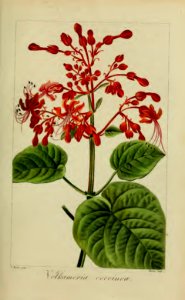 Clerodendrum japonicum [as Volkameria coccinea] Herbier général de l’amateur, vol. 8 (1817-1827) [P. Bessa]. Free illustration for personal and commercial use.