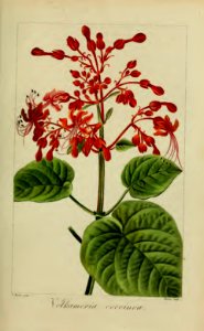 Clerodendrum japonicum [as Volkameria coccinea]  Herbier général de l’amateur, vol. 8 (1817-1827) [P. Bessa]