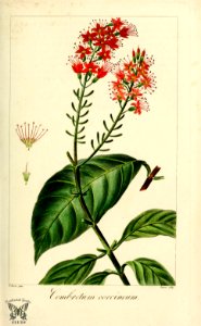 Scarlet comb (Combretum coccineum).. Free illustration for personal and commercial use.