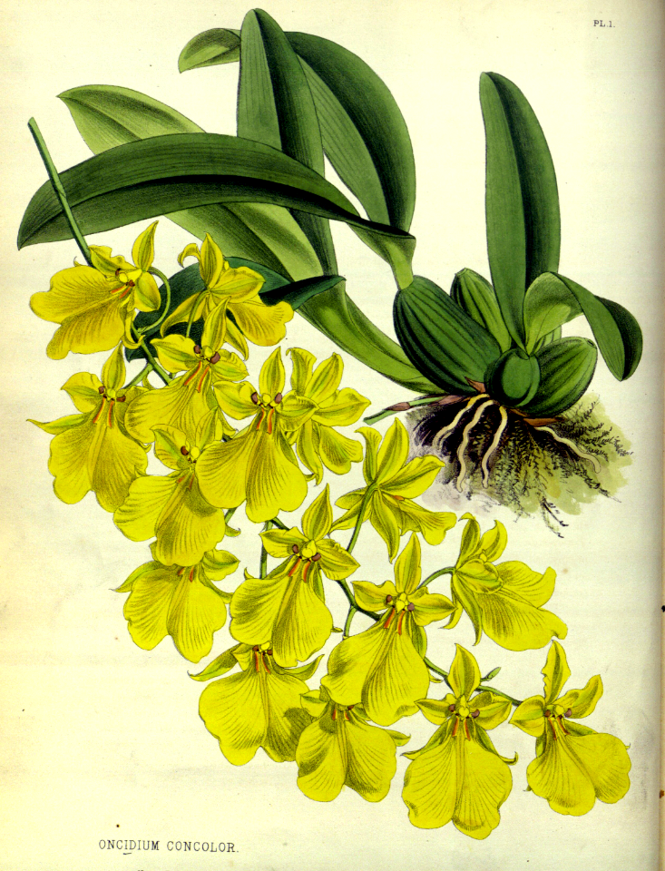 The Single-colored Oncidium (Oncidium concolor).