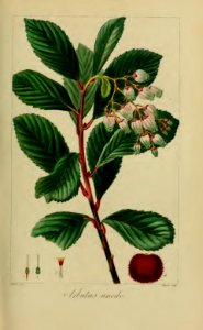 Strawberry tree. Arbutus unedo. Herbier général de l’amateur, vol. 8 (1817-1827) [P. Bessa]. Free illustration for personal and commercial use.