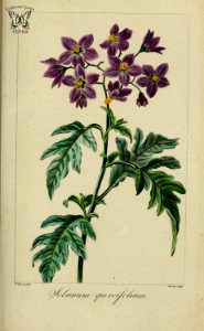 Solanum quercifolium syn. Solanum septemlobum. Herbier général de l’amateur, vol. 8 (1817-1827) [P. Bessa]. Free illustration for personal and commercial use.