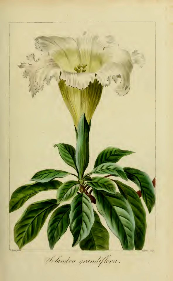 Showy chalicevine, Silver cup (Solandra grandiflora).