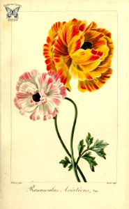 Ranunculus asiaticus L. var. hort. Herbier général de l’amateur, vol. 8 (1817-1827) [P. Bessa]. Free illustration for personal and commercial use.
