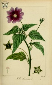 Rhynchosida physocalyx [as Sida hastata]  Herbier général de l’amateur, vol. 8 (1817-1827) [P. Bessa]
