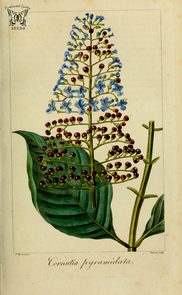 Cornutia pyramidata. Evergreen bush or small tree with spikes of enormous purple to blue flowers in spring and summer.