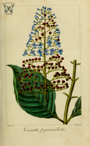 Cornutia pyramidata. Evergreen bush or small tree with spikes of enormous purple to blue flowers in spring and summer.