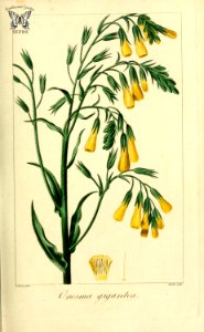 Onossma giganteum. Herbier général de l’amateur, vol. 8 (1817-1827) [P. Bessa]. Free illustration for personal and commercial use.