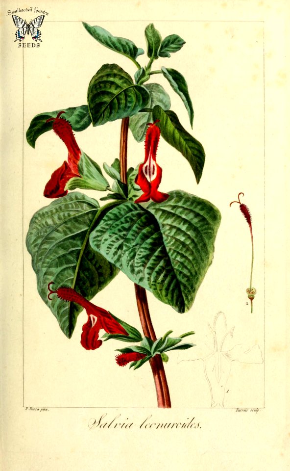 Salvia formosa. [as Salvia leonuroides]  Herbier général de l’amateur, vol. 8 (1817-1827) [P. Bessa]