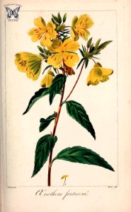 Oenothera fruticosa. Herbier général de l’amateur, vol. 8 (1817-1827) [P. Bessa]. Free illustration for personal and commercial use.