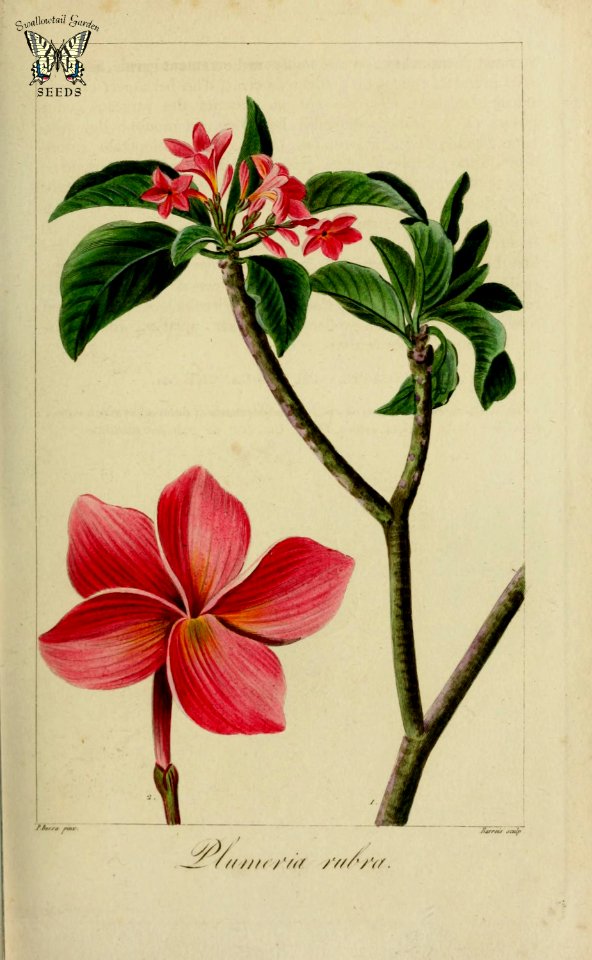 Frangipani, pagoda tree, red jasmine,  Plumeria rubra. Herbier général de l’amateur, vol. 8 (1817-1827) [P. Bessa]