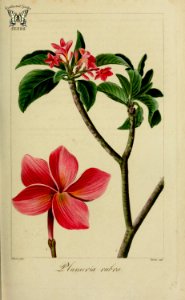 Frangipani, pagoda tree, red jasmine, Plumeria rubra. Herbier général de l’amateur, vol. 8 (1817-1827) [P. Bessa]. Free illustration for personal and commercial use.