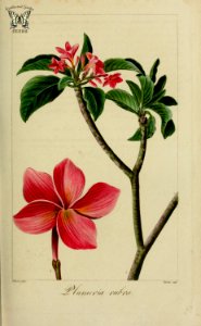 Frangipani, pagoda tree, red jasmine,  Plumeria rubra. Herbier général de l’amateur, vol. 8 (1817-1827) [P. Bessa]