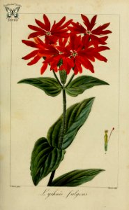 Lobelia cardinalis [as Lobelia fulgens] Herbier général de l’amateur, vol. 8 (1817-1827) [P. Bessa]. Free illustration for personal and commercial use.