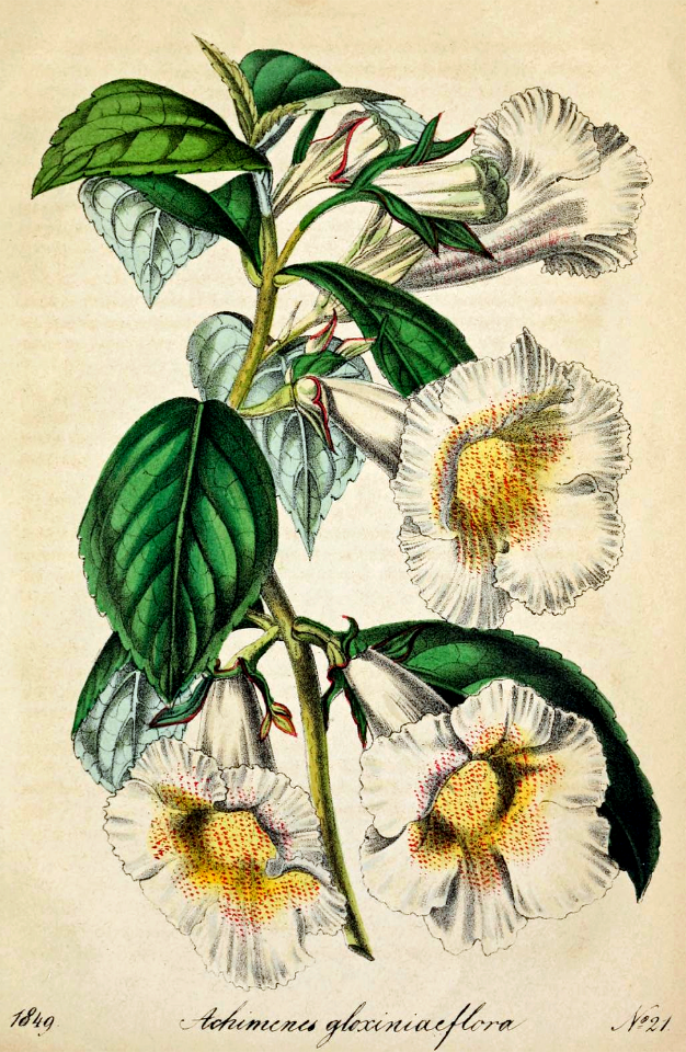 Achimenes glabrata. Deutsches Magazin fur Garten- und Blumenkunde; Stuggart, G. Weise. (1849)