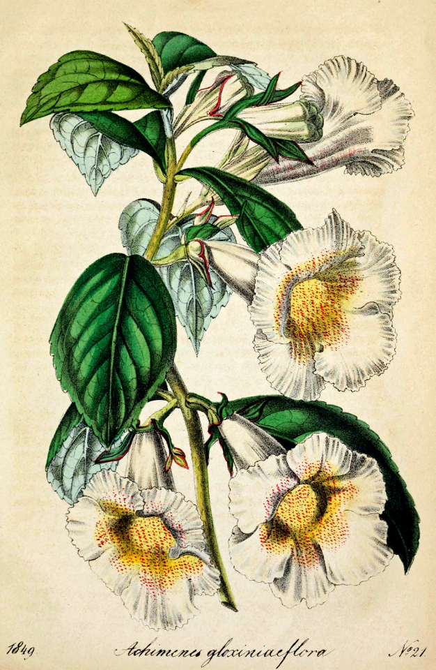 Achimenes glabrata. Deutsches Magazin fur Garten- und Blumenkunde; Stuggart, G. Weise. (1849). Free illustration for personal and commercial use.