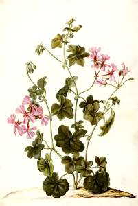 Ivy geranium (Pelargonium peltatum). Free illustration for personal and commercial use.