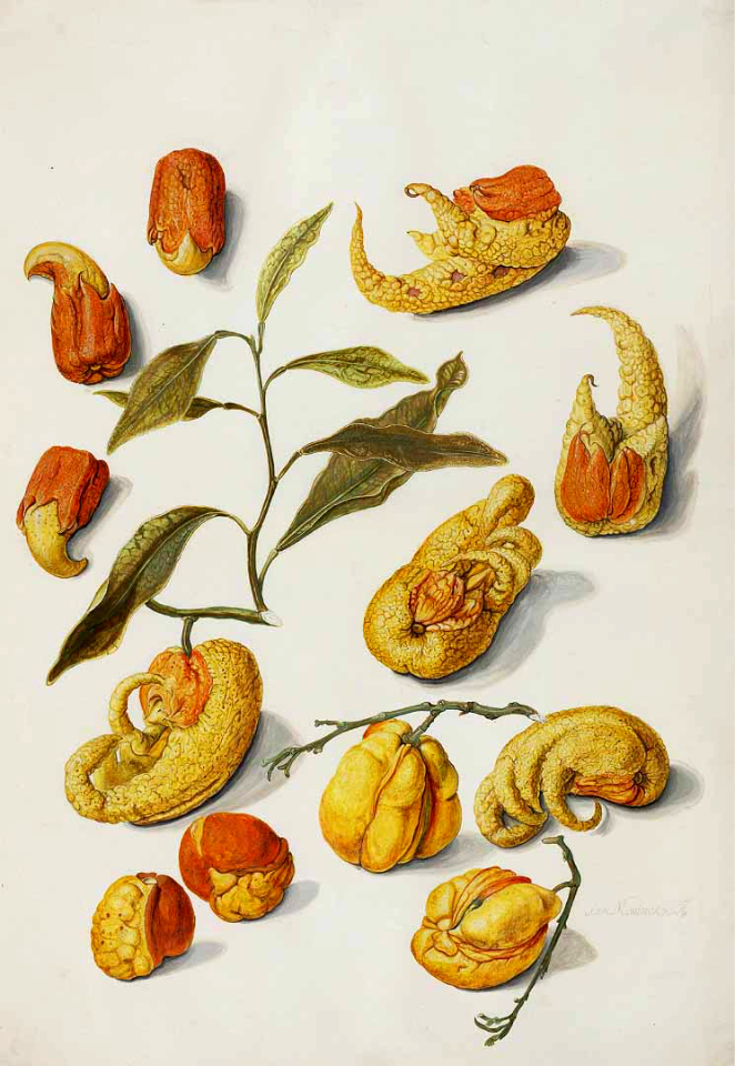 Citron (Citrus medica). One of the 3 original citrus (with the pummelo and mandarine) from which nearly all other citrus originate. Fruit is large and fragrant, with a thick rind. Moninckx, J., Moninckx atlas, vol. 8: t. 70 (1682-1709)