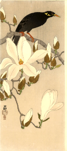 Myna on Magnolia branch (1919).