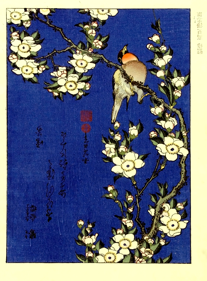 Robin on branch of cherry blossoms. Katsushika Hokusai (1760-1849)