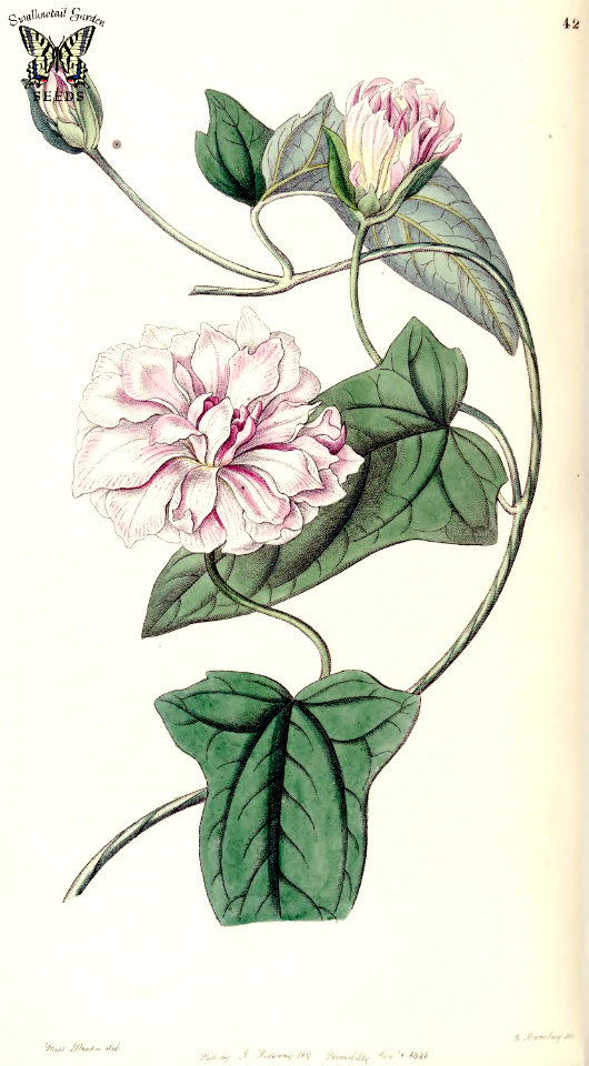 Calystegia pubescens. Edwards's Botanical Register vol. 32 (1846) [Miss Drake]