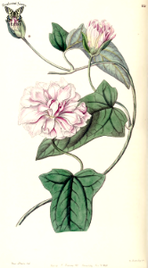 Calystegia pubescens. Edwards's Botanical Register vol. 32 (1846) [Miss Drake]. Free illustration for personal and commercial use.