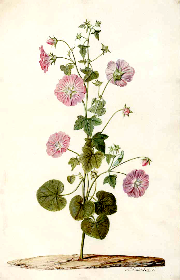 Annual Mallow  (Lavatera trimestris). Moninckx, J., Moninckx atlas, vol. 8 (1682-1709)