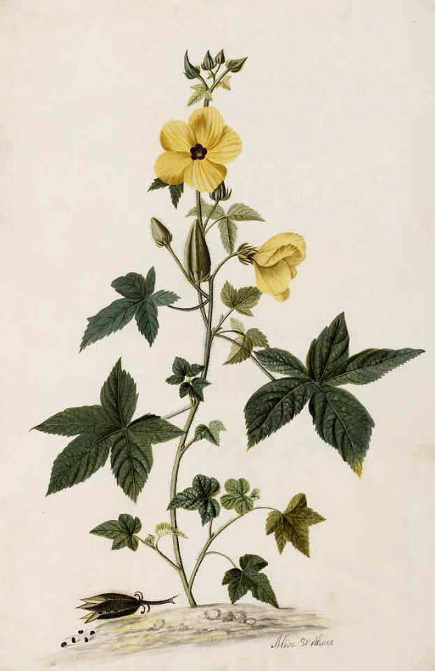 Musk Mallow (Abelmoschus moschatus). Moninckx, J., Moninckx atlas, vol. 4 (1682-1709)