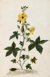 Musk Mallow (Abelmoschus moschatus). Moninckx, J., Moninckx atlas, vol. 4 (1682-1709). Free illustration for personal and commercial use.
