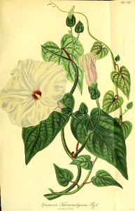 Ipomoea karwinskyana. Gartenflora vol. 7 (1858). Free illustration for personal and commercial use.