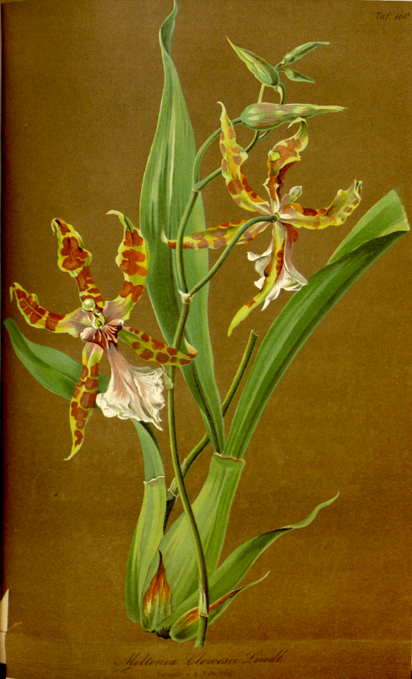 Clowes' miltonia. Miltonia clowesii.