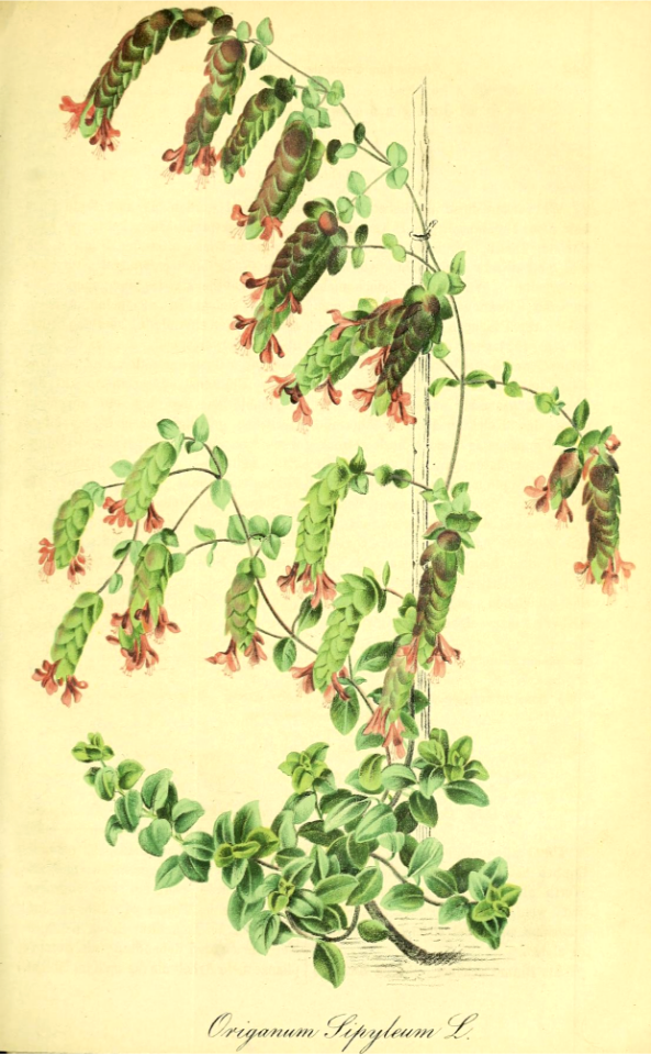 Showy Pink Oregano. Origanum sipyleum.