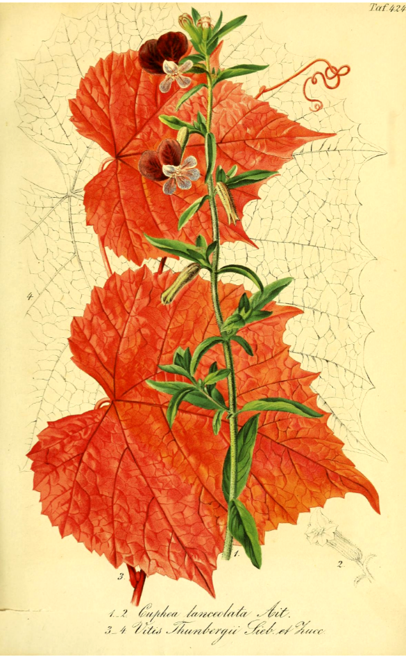 Cigar Flower (Cuphea lanceolata) and Ornamental grape (Vitis thunbergii).
