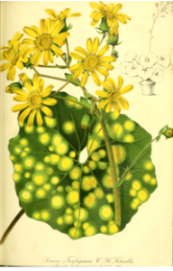 Leopard Plant (Farfugium japonicum). Gartenflora, vol. 8 (1859). Free illustration for personal and commercial use.