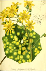 Leopard Plant (Farfugium japonicum). Gartenflora, vol. 8 (1859)