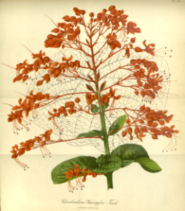 Japanese Glorybower, Clerodendrum japonicum (as Clerodendrum kaempferi).
