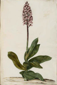 Lady orchid (Orchis purpurea).