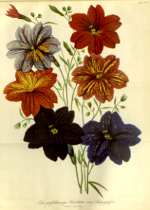 Painted Tongue (Salpiglossis hort.) Gartenflora, vol. 5 (1856). Free illustration for personal and commercial use.