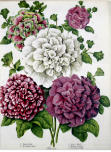 Double Mix Petunia. Gartenflora, vol. 8 (1859). Free illustration for personal and commercial use.