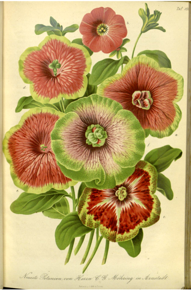 Nicotiana hort. (as Petunia hort.)