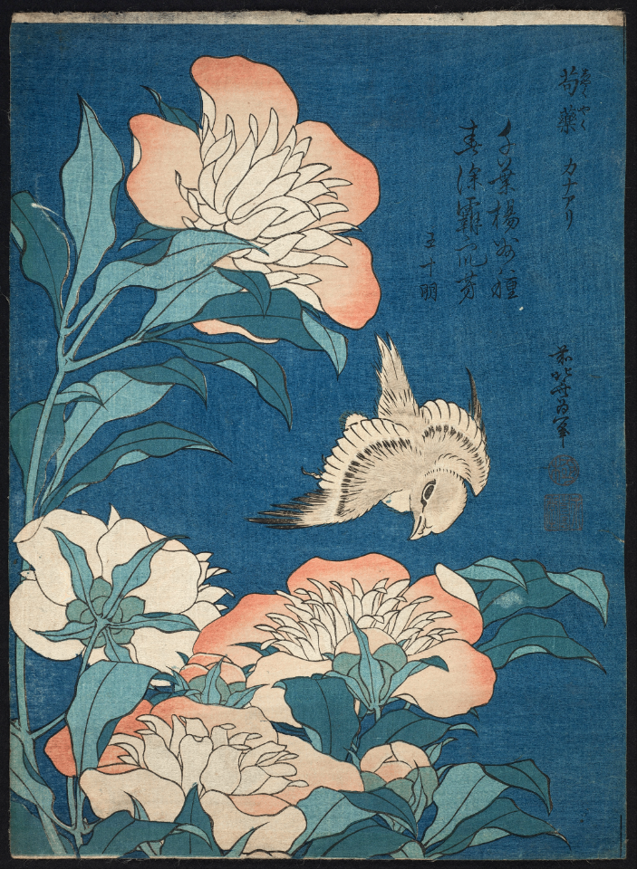 Ukiyo e woodblock print of peonies and a canary by Japanese artist Katsushika Hokusai (1834)