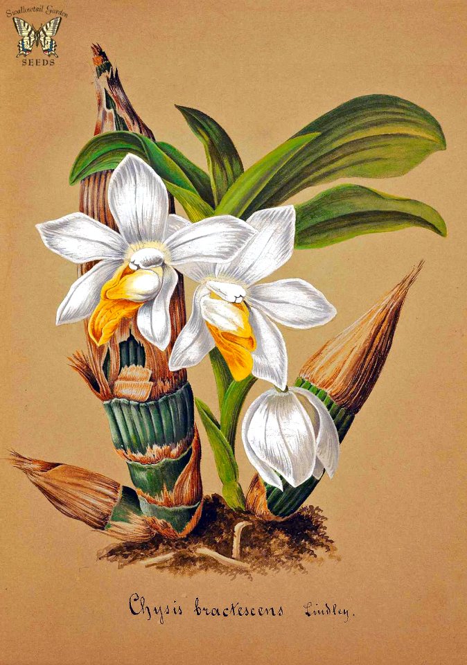 The Bracteate Chysis. Chysis bractescens. Collection of Orchids-aquarelles originales (1850-1870)