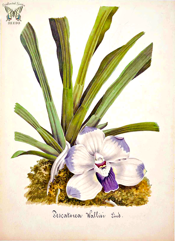 Wallis' Pescatorea. Pescatoria wallisii. Collection of Orchids-aquarelles originales (1850-1870)