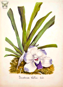 Wallis' Pescatorea. Pescatoria wallisii. Collection of Orchids-aquarelles originales (1850-1870)