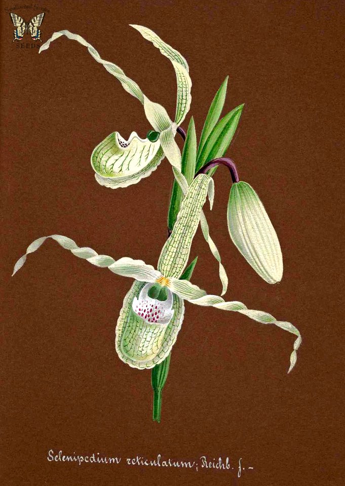 The Reticulated Phragmipedium (Selenipedium reticulatum). Ranges from southern Ecuador to Peru.