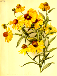 Helenium autumnale Superbum. Free illustration for personal and commercial use.