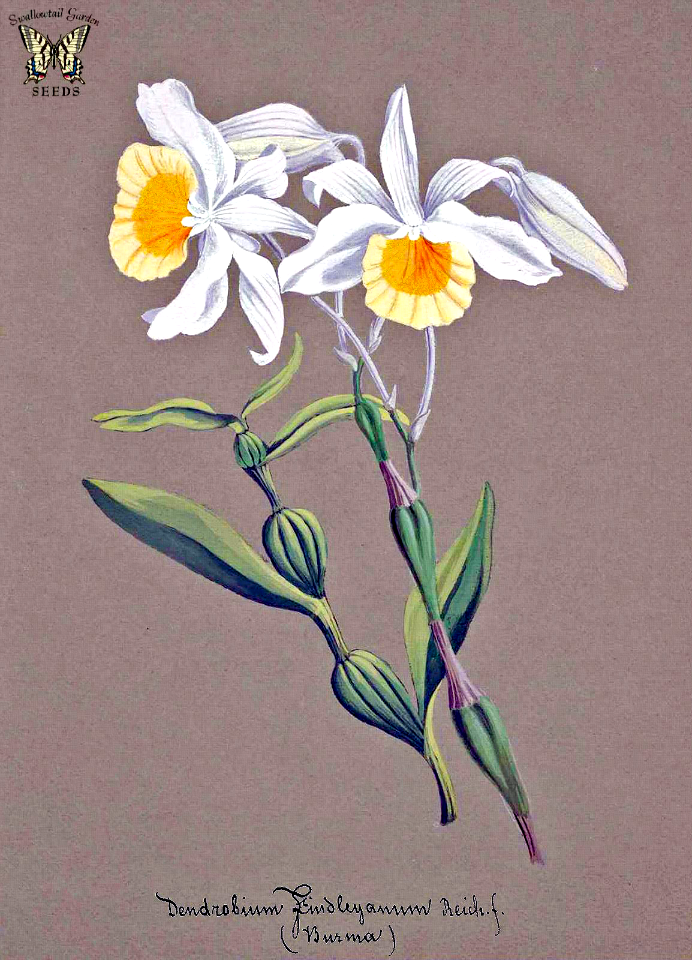 Findlay's Dendrobium. Dendrobium findlayanum. Collection of Orchids-aquarelles originales (1850-1870)