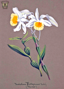 Findlay's Dendrobium. Dendrobium findlayanum. Collection of Orchids-aquarelles originales (1850-1870)