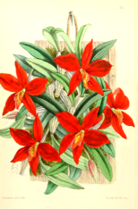 Cattleya coccinea orchid [as Sophronitis coccinea].. Free illustration for personal and commercial use.