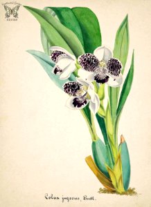 The Saddle-Shaped Pabstia. Pabstia jugosa [as Colax jogosus]. Collection of Orchids-aquarelles originales (1850-1870)